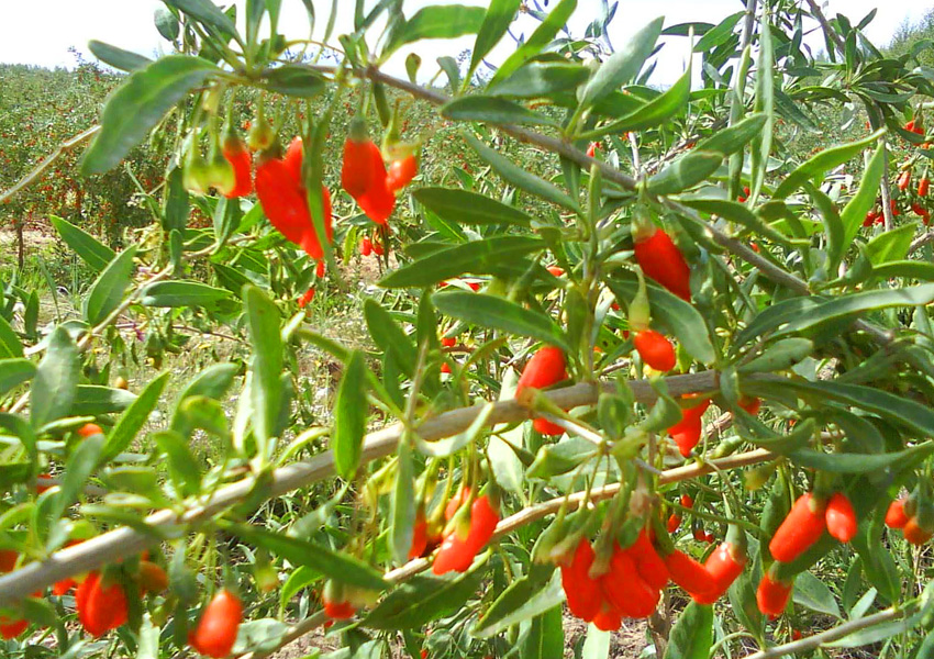 Goji
